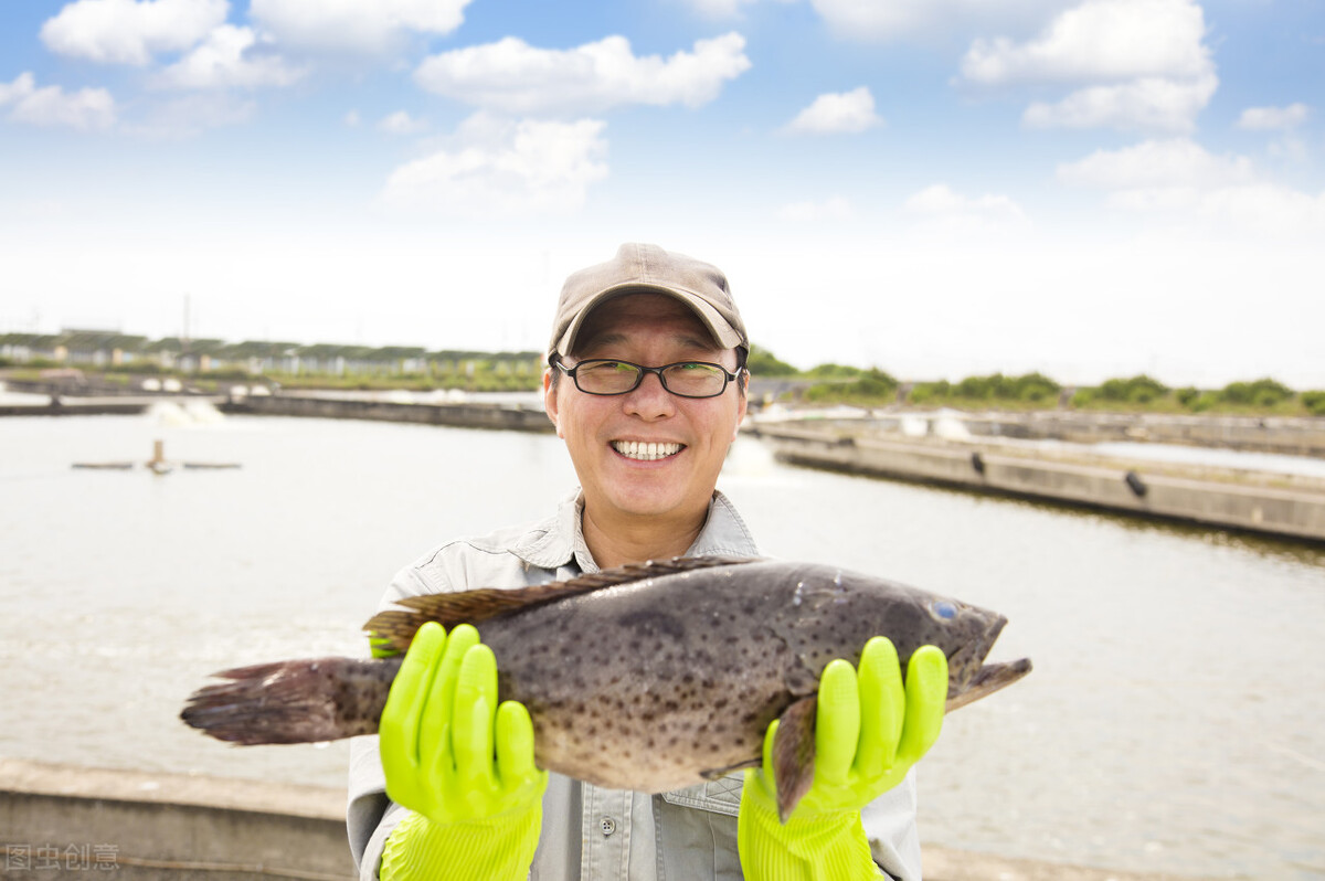 石斑魚養殖技術和環境 石斑魚養殖喂什麼飼料