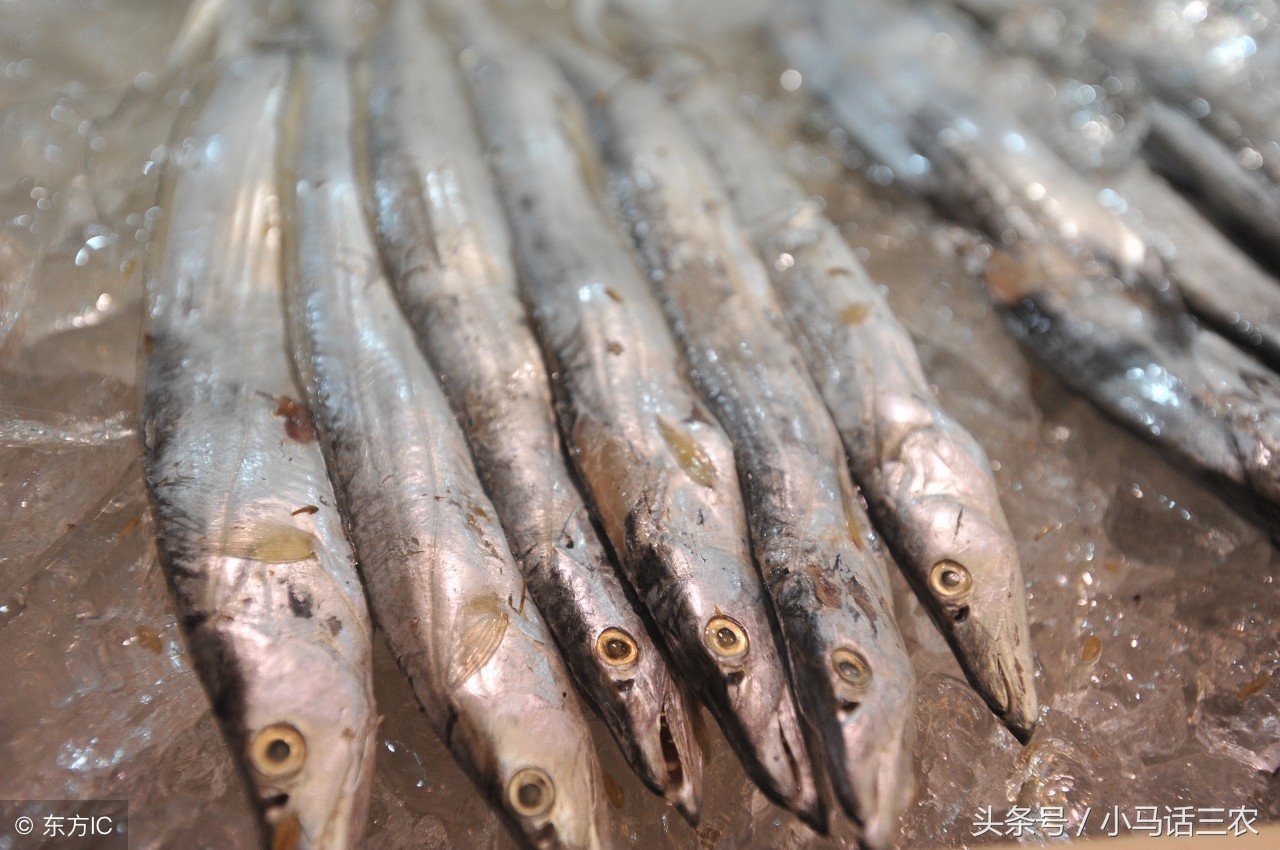 帶魚有養殖的嗎 帶魚有沒有人工養殖