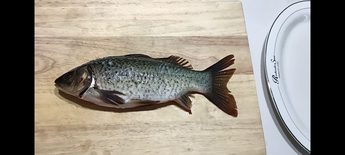 野生鯽魚和養殖鯽魚的區別圖片 野生鯽魚特征
