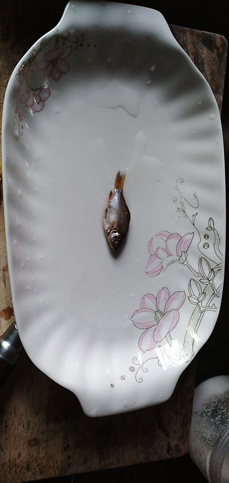 野生鯽魚和養殖鯽魚的區別圖片 野生鯽魚特征