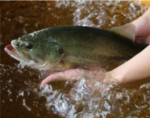 鱸魚苗養殖技術要點 淡水海鱸魚苗育苗的方法