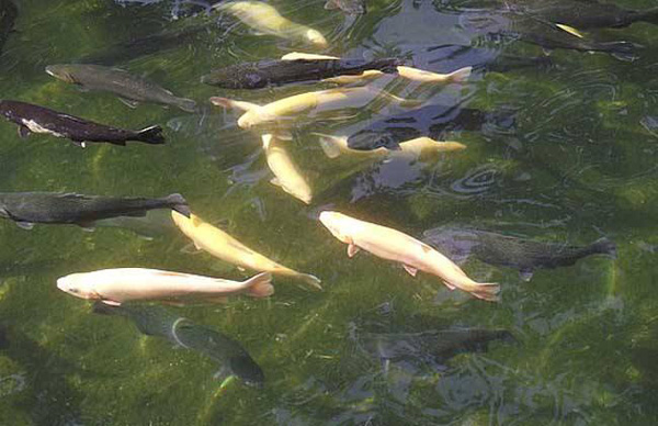 虹鱒魚養殖技術 養殖成本與利潤