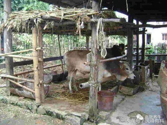 農村10頭牛養牛棚設計 小規模養牛簡易牛棚建設尺寸