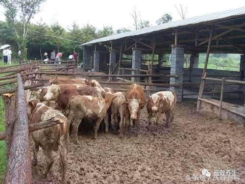 農村10頭牛養牛棚設計 小規模養牛簡易牛棚建設尺寸