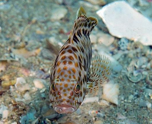 石斑魚養殖技術 淡水石斑魚養殖條件和環境