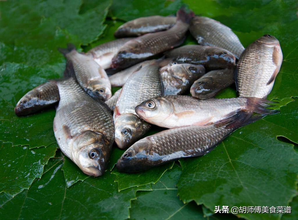 鯽魚養殖技術和密度 最新養殖鯽魚方法