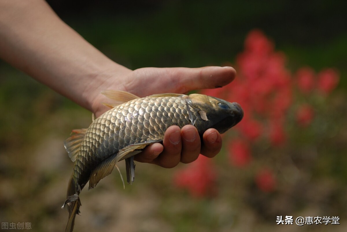 鯽魚養殖技術和密度 最新養殖鯽魚方法