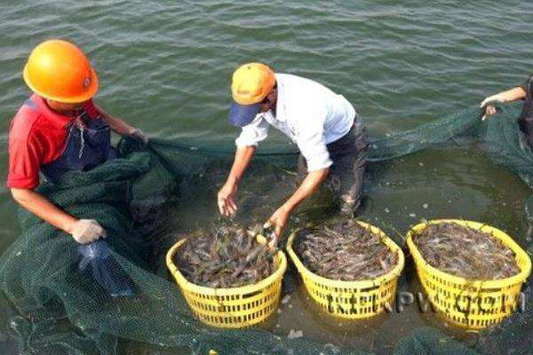 明蝦養殖需要什麼條件 明蝦淡水養殖技術