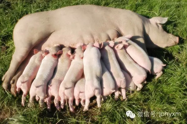 母豬一年能產幾窩豬仔 養母豬一年下幾窩豬