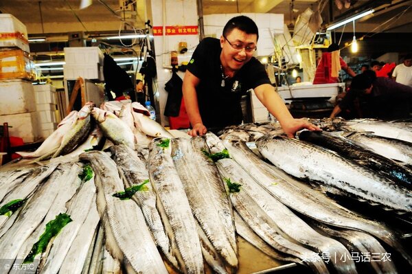 帶魚能人工養殖嗎 帶魚自己能養嗎