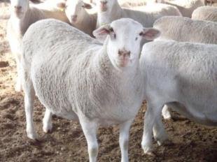 羊催肥最簡單方法 羊如何快速催肥