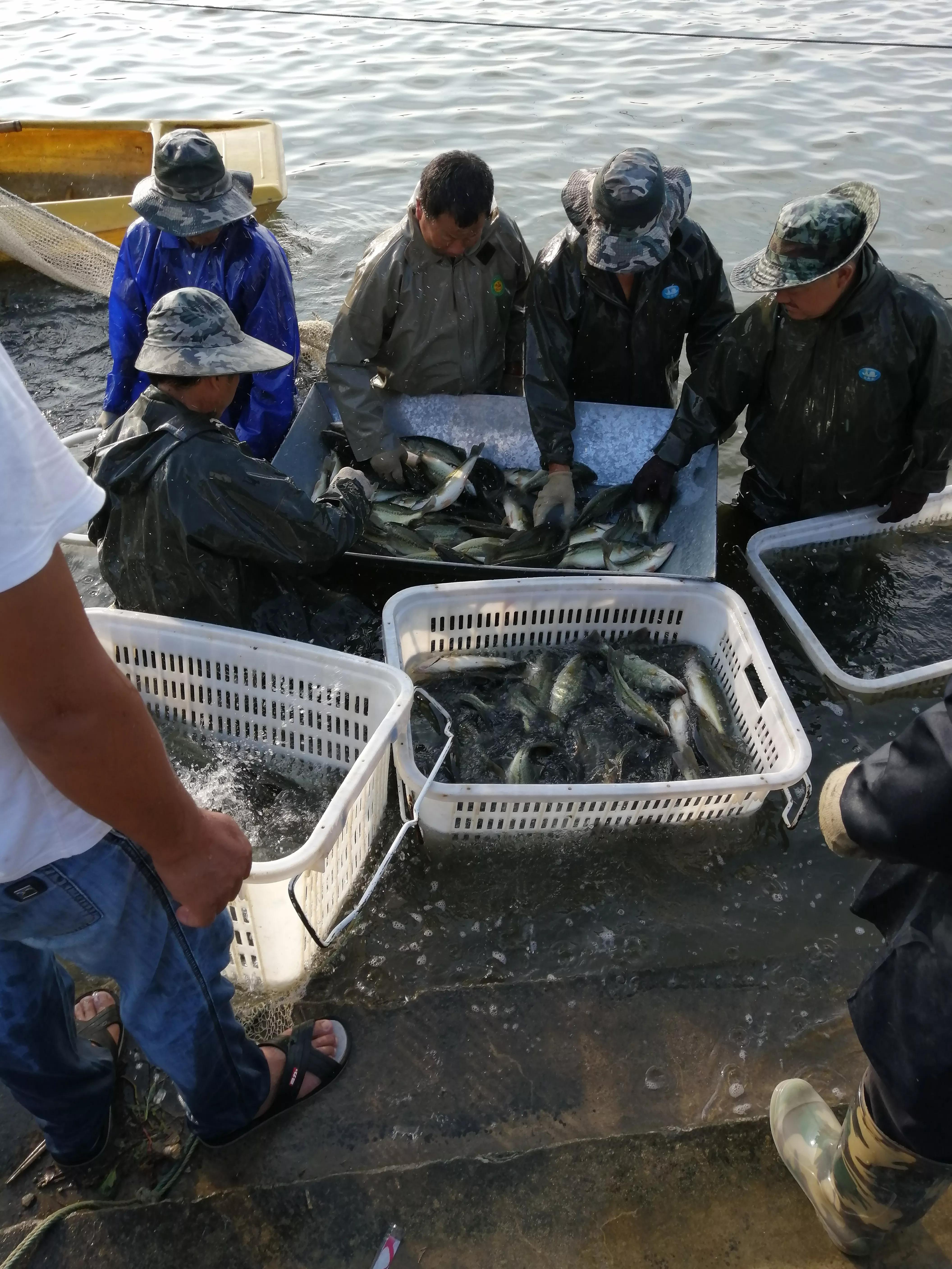 淡水鱸魚養殖條件 鱸魚的人工養殖方法