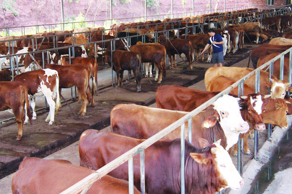 養牛需要辦理什麼手續 專業養牛需要什麼條件