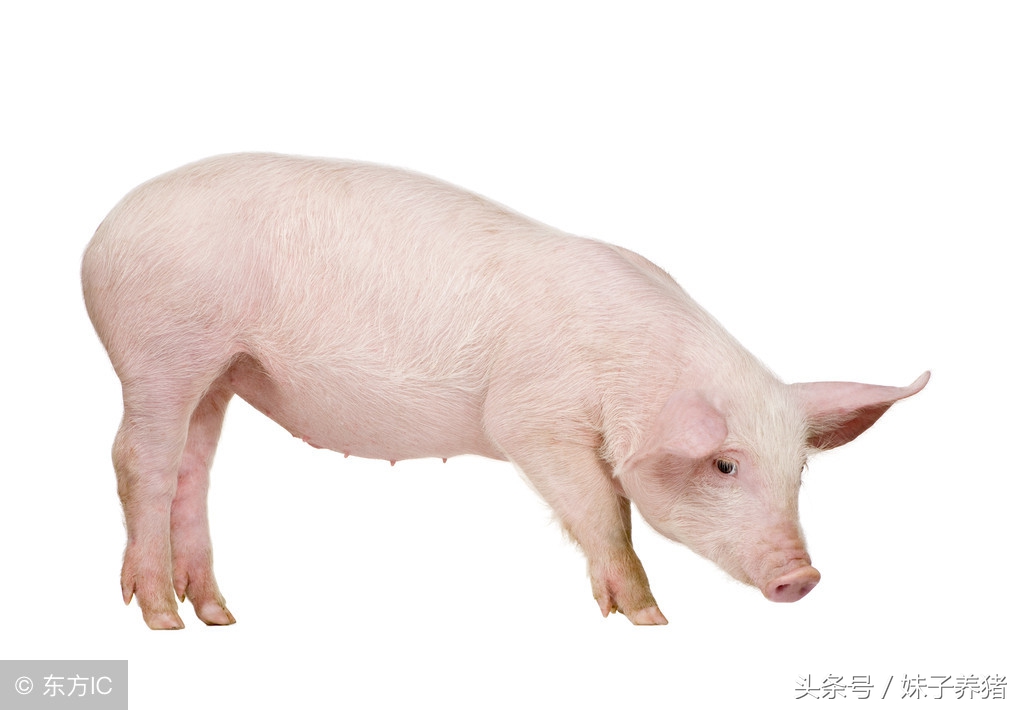 怎麼給母豬人工配種 人工母豬配種如何操作