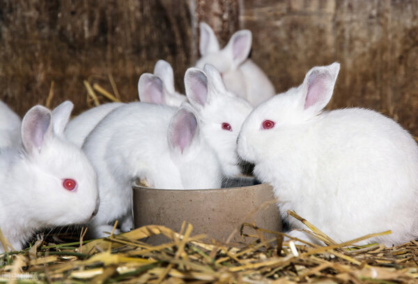 養兔子要註意哪些問題 新手如何養兔子
