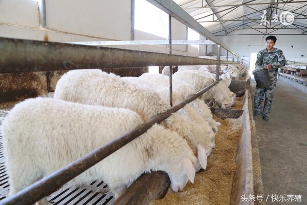 養羊一年的利潤 養殖肉羊的利潤有多大