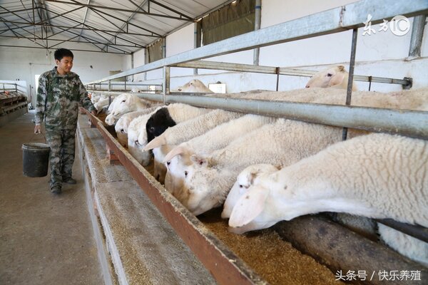 養羊一年的利潤 養殖肉羊的利潤有多大