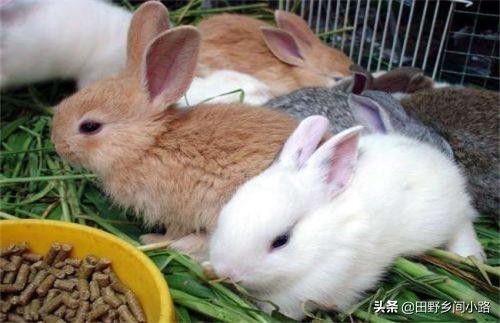 傢兔的養殖與註意事項 怎麼養殖兔子最好