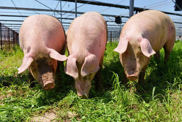 豬養多少個月可以出欄 一頭豬養多久才出欄