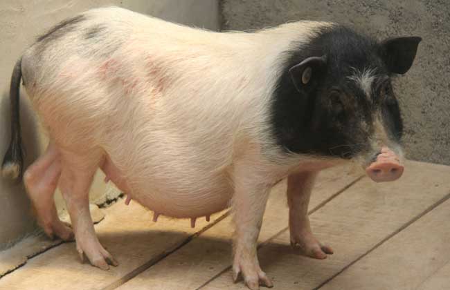 香豬養殖前景和利潤 小香豬的養殖利潤