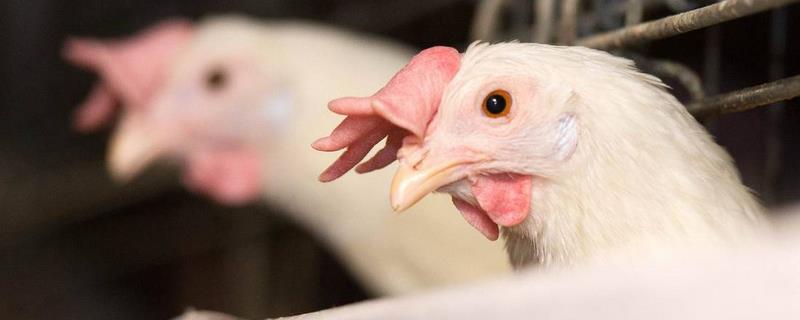 肉雞養殖成本與利潤 養肉雞的前景怎麼樣