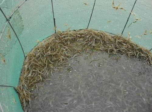 青蝦養殖技術 青蝦養殖需要什麼條件