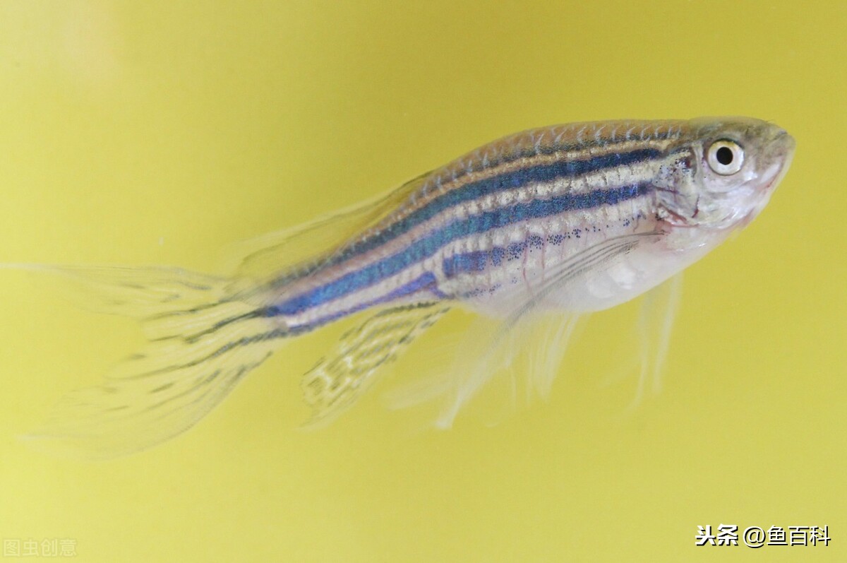 斑馬魚養殖方法和註意事項 斑馬魚如何飼養