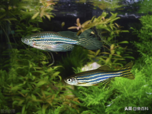 斑馬魚養殖方法和註意事項 斑馬魚如何飼養