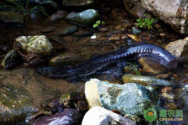 養殖娃娃魚多少錢一斤2024 娃娃魚50元一斤