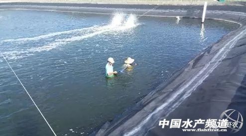 南美白對蝦淡水大棚養殖技術 養殖最新方法