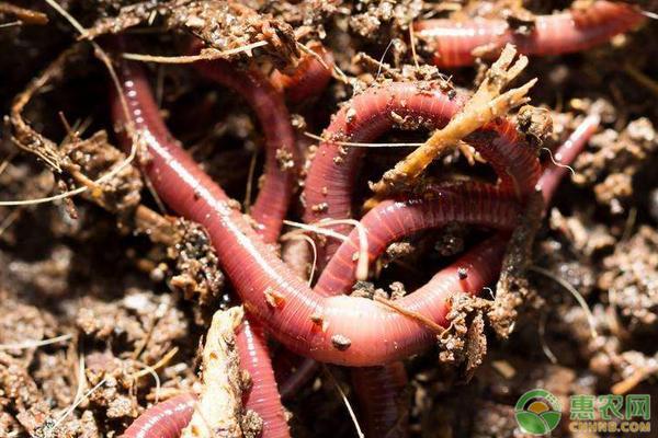 蚯蚓如何養殖 紅蚯蚓的養殖方法