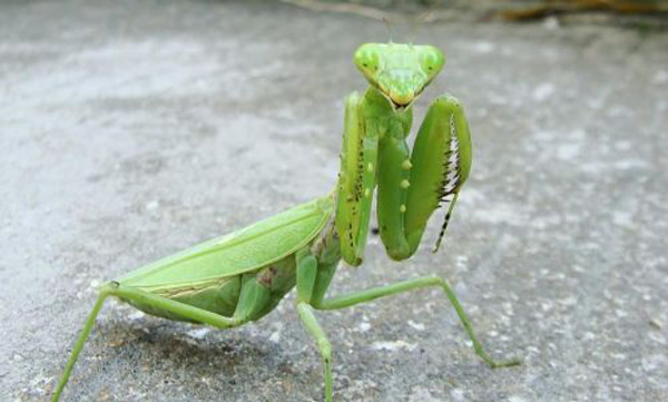 野生螳螂能養活嗎 螳螂在傢養能活多久