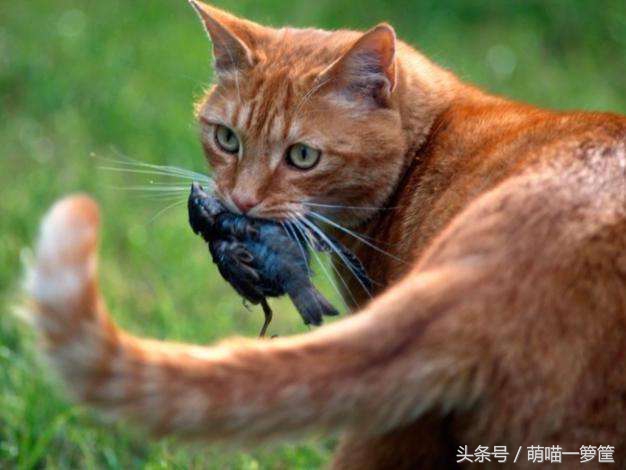 什麼動物是貓的克星 貓有什麼天敵