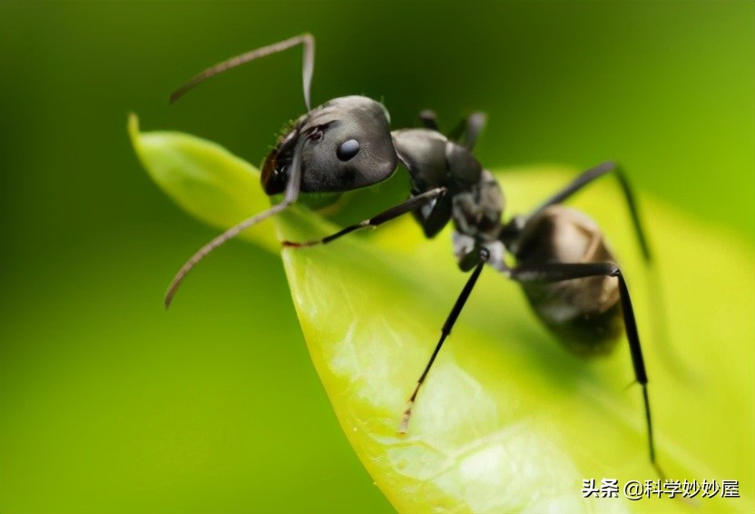 螞蟻是什麼動物類型 螞蟻是什麼昆蟲