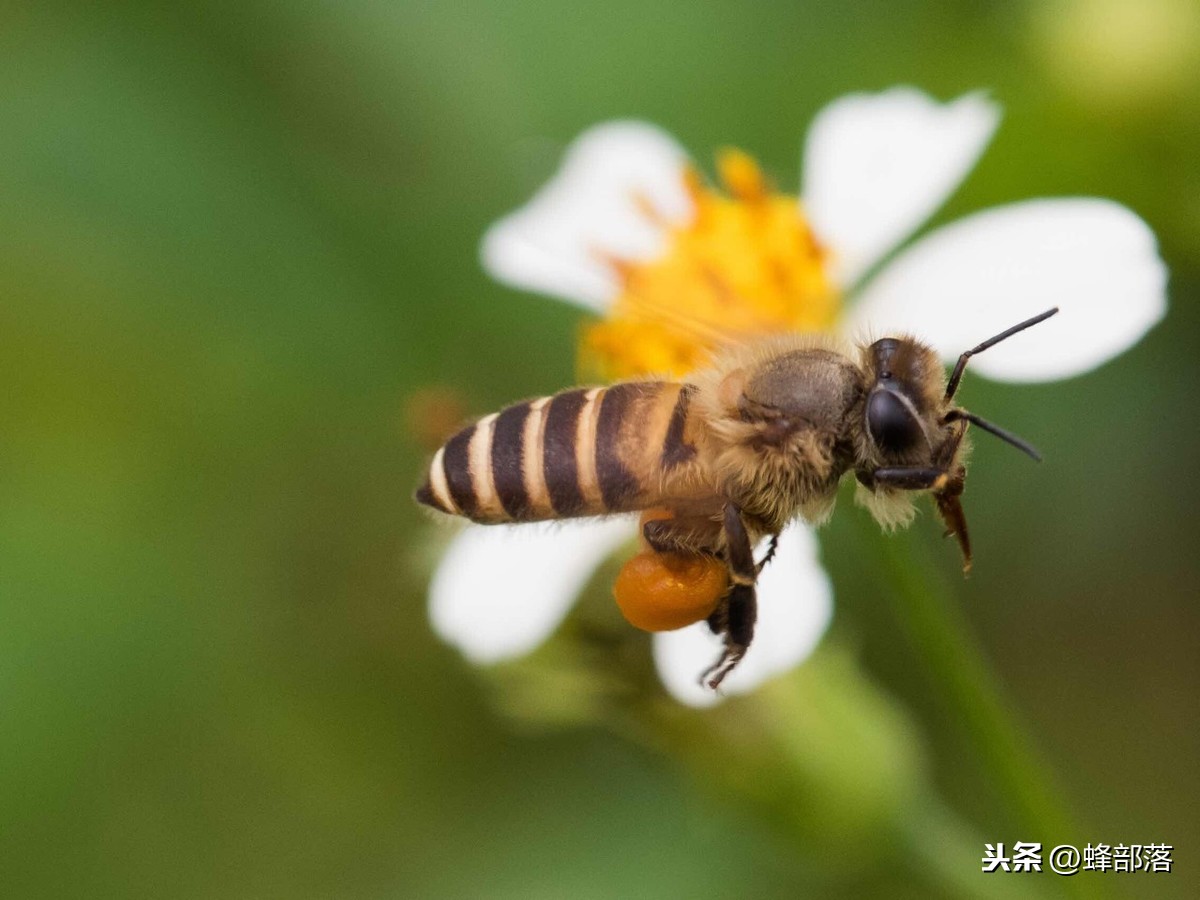 蜜蜂是不是動物 蜜蜂是不是益蟲