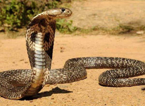 眼鏡王蛇是保護動物嗎 幾級保護動物