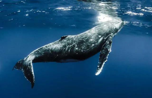 鯨魚屬於什麼類動物 鯨魚屬於哪種動物
