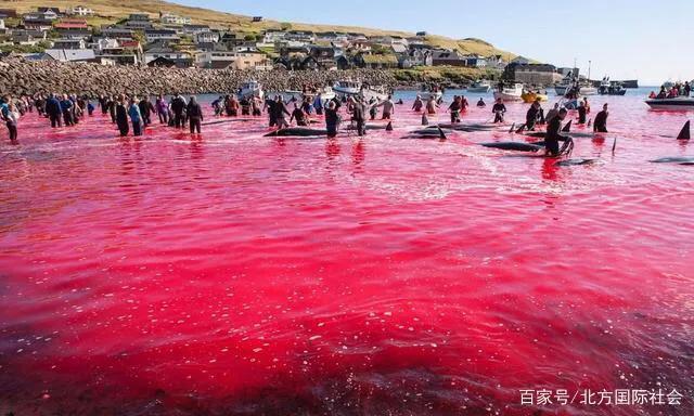 鯨魚屬於什麼類動物 鯨魚屬於哪種動物