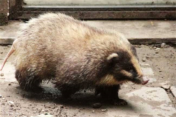 豬獾子是幾級保護動物 野生豬獾子是國傢保護動物嗎