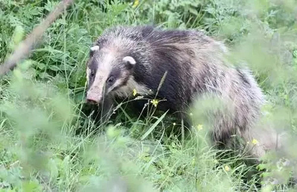 豬獾子是幾級保護動物 野生豬獾子是國傢保護動物嗎