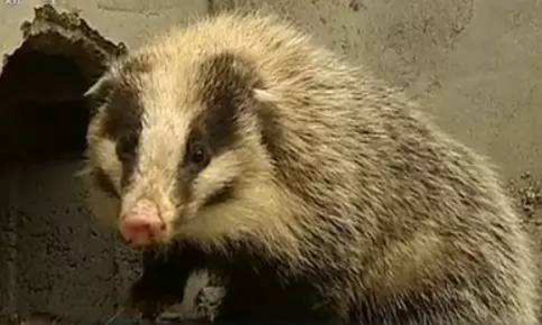 豬獾子是幾級保護動物 野生豬獾子是國傢保護動物嗎