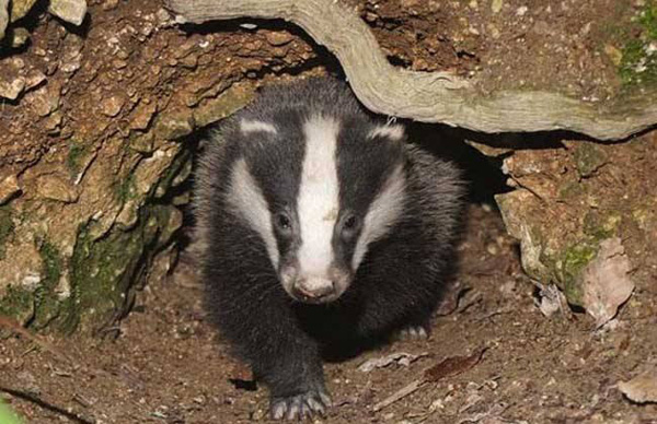 豬獾子是幾級保護動物 野生豬獾子是國傢保護動物嗎