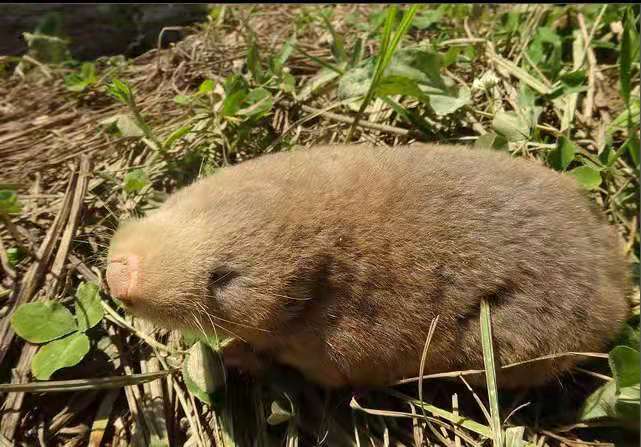 和老鼠很像的動物 長得像老鼠的動物