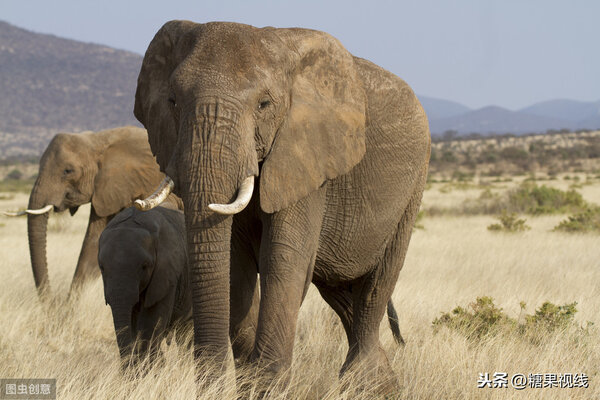 大象的耳朵有什麼作用 大象耳朵的樣子