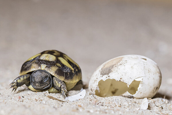 烏龜下蛋怎麼孵化 龜蛋如何孵出