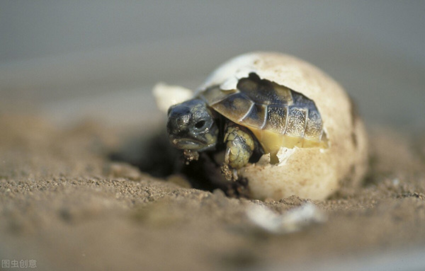烏龜下蛋怎麼孵化 龜蛋如何孵出