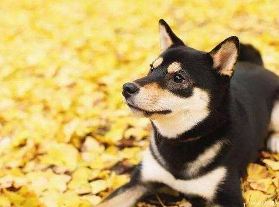 養什麼動物不吵不臟不臭 傢裡養什麼不臭