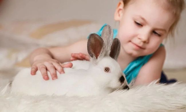適合兒童養的小動物 給孩子養個什麼動物好