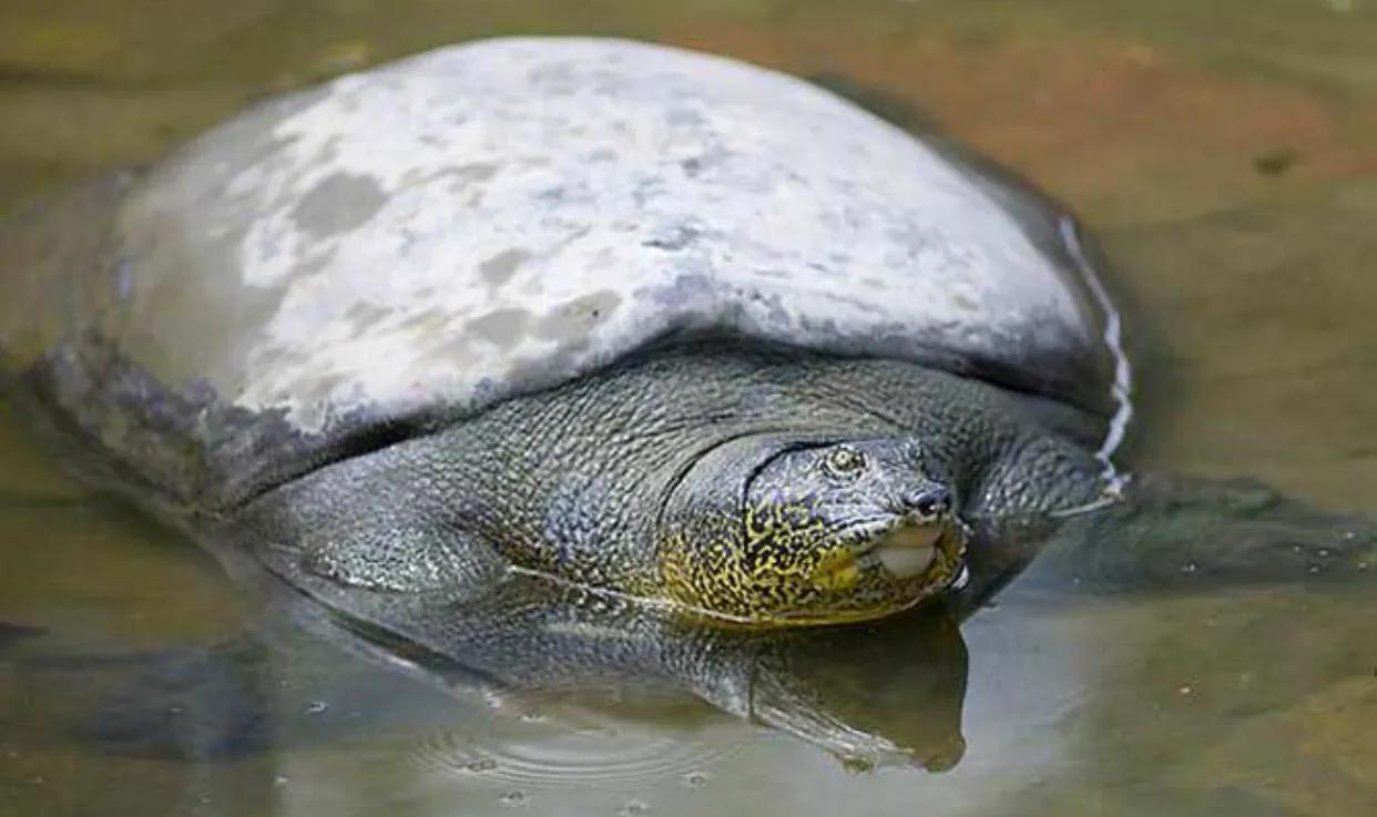 中國上僅剩一隻的動物 最少的現存動物