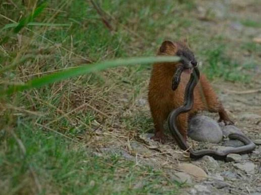 黃鼠狼屬於什麼科動物 黃鼠狼的學名叫什麼